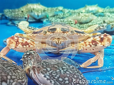 Freah sea crabs inâ€‹ blueâ€‹ tank Stock Photo